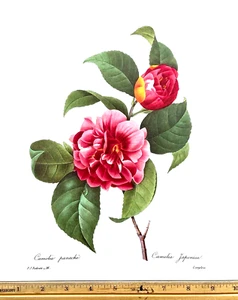 Redoute Flowers #16 RED CAMELIA PANACHE Botanical Art BK Teller TOP ZUSTAND - Bild 1 von 1