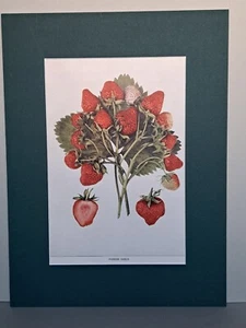 Antica stampa fragola Parker Earle 1925. U P Hedrick. Stampa frutta rossa montata - Foto 1 di 5
