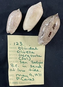Olividae Incrassata, San Felipe, B.C., 1971 - Lote Olivella Sea Shell - Imagen 1 de 9
