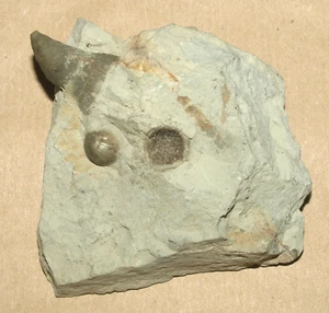 2 Estonirhynchia Brachiopod & Streptelasma rugose Koralle, Silur von Estland - Bild 1 von 19