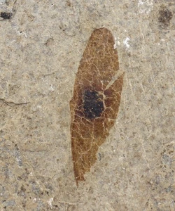Samen, Ailanthus sp., Tertiär, Green River Fm., Lincoln County, Wyoming,USA-L824 - Bild 1 von 3
