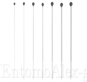 spilli entomologici STAINLESS STEEL x100 acciaio BH TESTA NERA farfalle insetti - Imagen 1 de 8