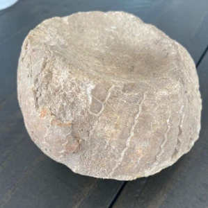 Fossil Found in Northwest Arkansas - Picture 1 of 5