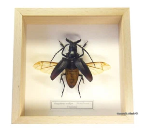 REAL MOUNTED FRAMED BEETLE - Dorysthenes walkeri - BLACK LONGHORN BEETLE - Picture 1 of 3