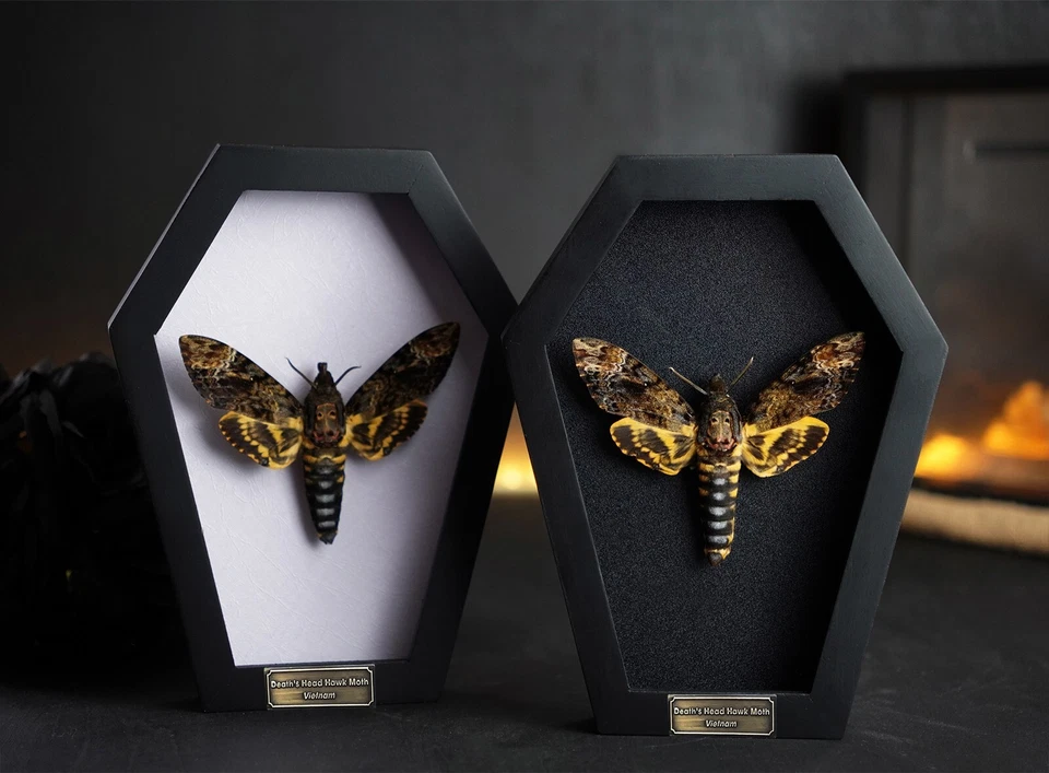 Real Death Head Moth Coffin Frame Taxidermy Insect Spooky Gothic Decor for Home - Image 1 of 3
