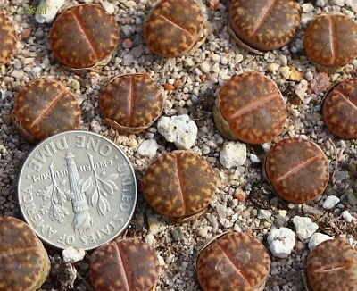 Plant -one- Lithops bromfieldii welgevonden - Image 1 of 3