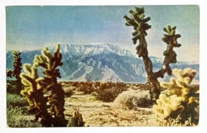 Wüstenkaktus Kakteen Panoramablick Fresno Kalifornien CA Postkarte um 1950 Berge - Bild 1 von 2