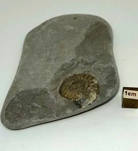 Promicoceras Ammonite 192g Jurassic period - Picture 1 of 4