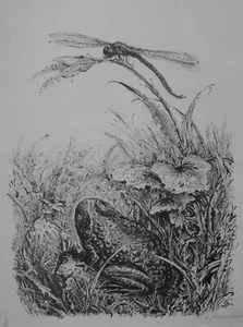 A. PAUL WEBER, Original Lithographie 1956, signiert, Libelle und Kröte - Bild 1 von 5
