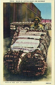 Bales Cotton Shipment Ready Postcard 48032 Postcard Unposted - Picture 1 of 2