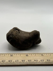 Mammoth Toe Foot Bone Ice Age 12000 Years Old Siberia T1 2.75” X 2” - Picture 1 of 5