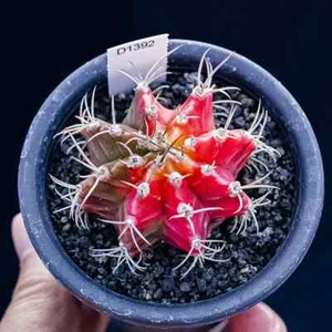 3-4 cm 1 pieza Gimnocalycium Variegado Hermoso Jardín Plantación Rara - Imagen 1 de 10