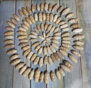 105 Lettered Olive Seashells L, M,S most 2 1/2” - 1 3/4” Natural Shells - Picture 1 of 6