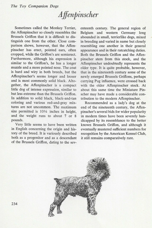 The Affenpinscher - CUSTOM MATTED - Vintage Dog Art Print - "G" - Image 1 of 1