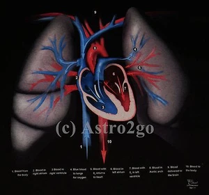 HUMAN HEART--Circulatory Lungs Blood Biology Anatomy Science Medical T shirt - Picture 1 of 2