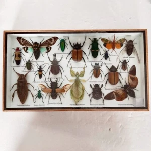 Leaf Insects Display Box Butterfly Taxidermy Beetle Rare Gift Wooden Frame Set - Picture 1 of 8