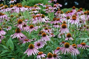 Echinacea purpurea 50 Seeds - Purple Coneflower - Picture 1 of 3