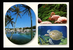 Bermuda postcard Flatts Inlet Flamingos Turtle Aquarium - Picture 1 of 2