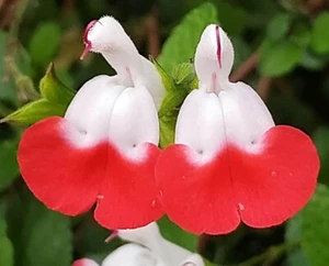 Johannisbeersalbei Salbei Rot / Weiß Pflanze Salvia Duft Kräuter Tee Staude - Bild 1 von 23