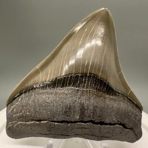 X-Large Lateral KILLER Sharply Serrated 3,33" Fossil MEGALODON Haizahn - USA - Bild 1 von 6