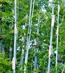 10 TROPISCHE BLAUE BAMBUSSAMEN - Bambusa chugii - Bild 1 von 4