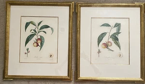 Juego de 2 melocotones estampado botánico Bocourt fruta doble de troyes peche poiteau - Imagen 1 de 10