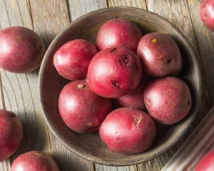 Seed Potatoes Red 4 Lbs Potato Seeds Organic Certified Sprouted Eyes Ready - Picture 1 of 10