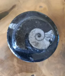 Contenedor redondo de mármol para baratija goniatita fósil Marruecos 100% genuino - Imagen 1 de 5