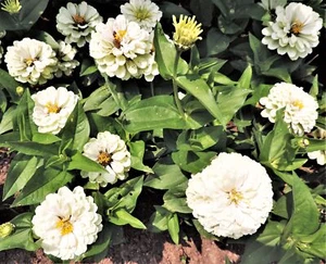 ZINNIA SHORT STUFF WHITE 500 SEEDS - Picture 1 of 2