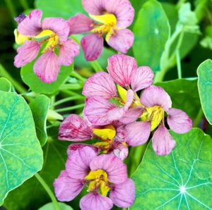Nasturtium PURPLE EMPEROR 18-24" Edible Flowers Heirloom Non-GMO 15 Seeds! - Picture 1 of 7