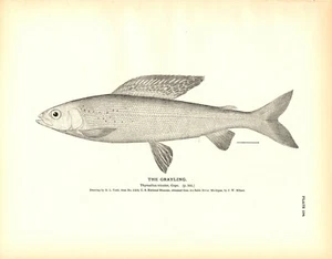 Rare 1884 Antique Fish Print Engraving ~ The Grayling - Picture 1 of 1