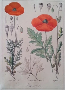 Antique botanical hand colored engraving Papaver, 1870 - Picture 1 of 9