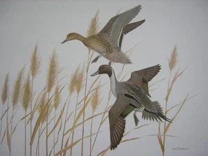 William Zimmerman Pintail Duck Waterfowl Wildlife Art Print Cabin Mancave - Picture 1 of 1