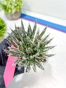 AGave Tomeana | Importierte Sukkulente | seltene Art - Bild 1 von 11