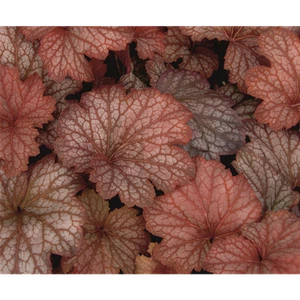Heuchera "Sweet Princess" - Campanellino viola "Sweet Princess" in vaso 12 cm - 12 - Foto 1 di 1