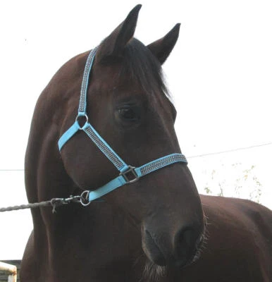 Halfter Glitzer w Strass Hellblau MMS Minishetty Shetty P VB WB X Full Türkis - Bild 1 von 4