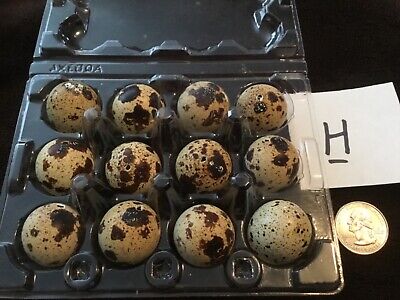 12 Blown Out Real Natural Color Coturnix Quail Eggs One Hole Easter Crafts Lot H • 18.98€