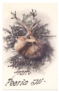 Antique Greetings from Peoria, ILL. W/ Glitter Postcard Deer Wreath - Picture 1 of 2