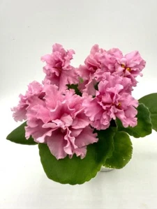 African Violet LE-Lyudmila Starter Plant STD - Picture 1 of 6