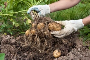 KING EDWARD CERTIFIED SEED POTATOS 1 KG RELIABLE HIGH YIELDING EARLY MAINCROP - Picture 1 of 8