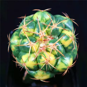 1pcs Coryphantha elephantidens variegato raro cactus 201 - Foto 1 di 8