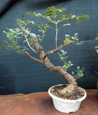 Prebonsai yamadori di Frassino H. 45