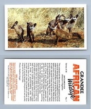 Bat-Eared Fox #7 Grandee African Wildlife 1990 Cigarette Card