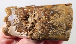 Fossil Pierre Shale genähter Baculit Ammonit 4,1 oz grob Lot C - Bild 1 von 19