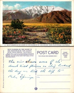 California Desert Wild Flowers Postcard Mount San Jacinto Near Palm Springs - Picture 1 of 1