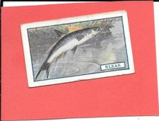 GODFREY PHILLIPS - FISH - 1924 - NO.4  THE BLEAK