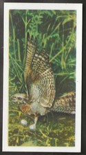 BROOKE BOND (TEA)-BRITISH BIRDS (CREAM BACK) 1954-#12- NIGHTJAR 