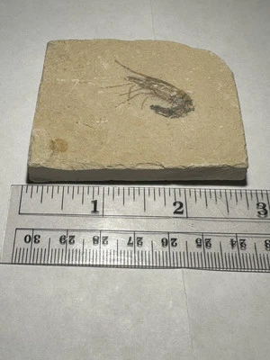 BEAUTIFUL DETAILED LEBANON CRETACEOUS FOSSIL SHRIMP DINOSAUR AGE 2.75" x 2.25" - Image 1 of 3
