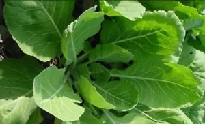 Collards, Vates Heirloom Fresh Hand-Packaged NON GMO Seeds - Picture 1 of 3