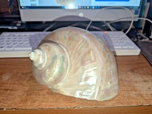 7.5" LONG PEARLIZED JADE TURBO SHELL  A BEAUTY! - Picture 1 of 13